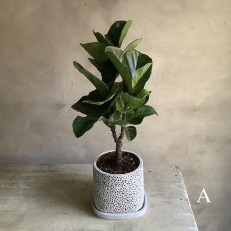 Ficus lyrata in coralstone pot"19in" (カシワバゴム・バンビーノ"50cm"コーラルストーンポット)