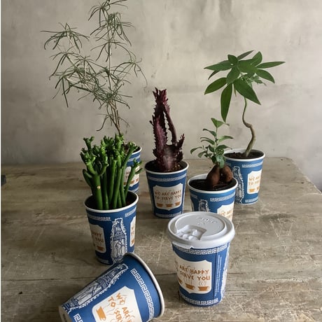 Baby skinny pachira in NYC Coffee cup ”J・M・Z line” (NYCコーヒーカップシリーズ ベビースキニーパキラ)３ライン
