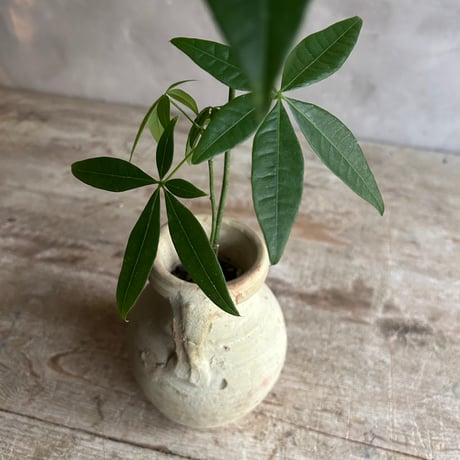 Skinny pachira with Tunisia pot/TypeA(チュニジアポットシリーズ・スキニーパキラ/タイプA)