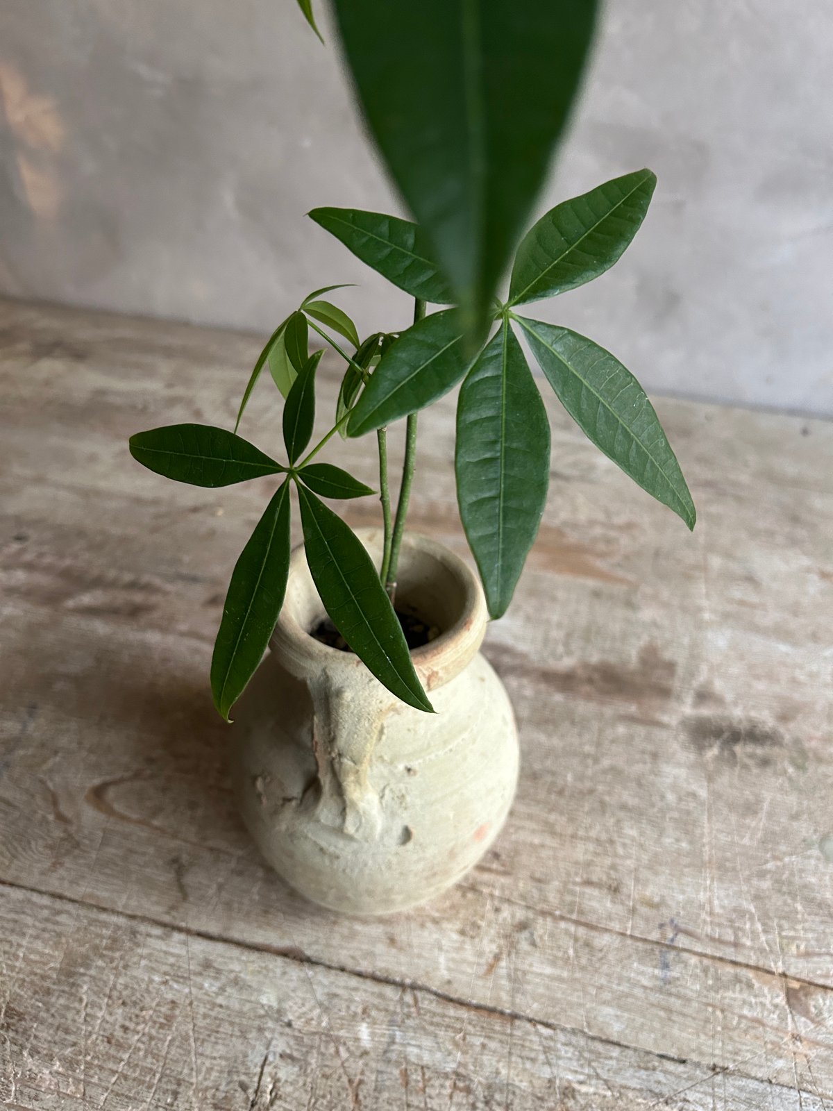 Skinny pachira with Tunisia pot/TypeA(チュニジアポットシ