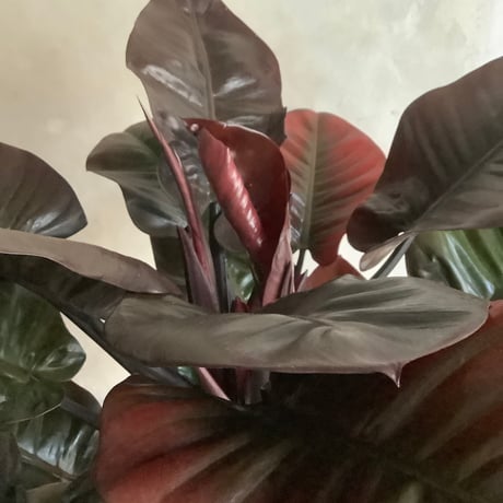 Philodendron Black cardinal spread type2(フィロデンドロン ブラックカーディナル  スプレッドタイプ2 )