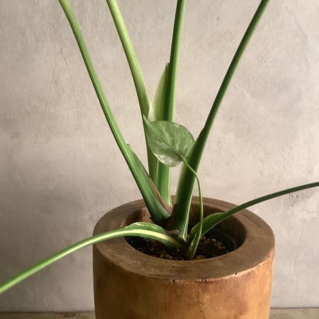 Monstera Thai Constellation with Acacia wood Planter cover (モンステラ・タイコンステレーション/アカシア木製 鉢カバー付き)