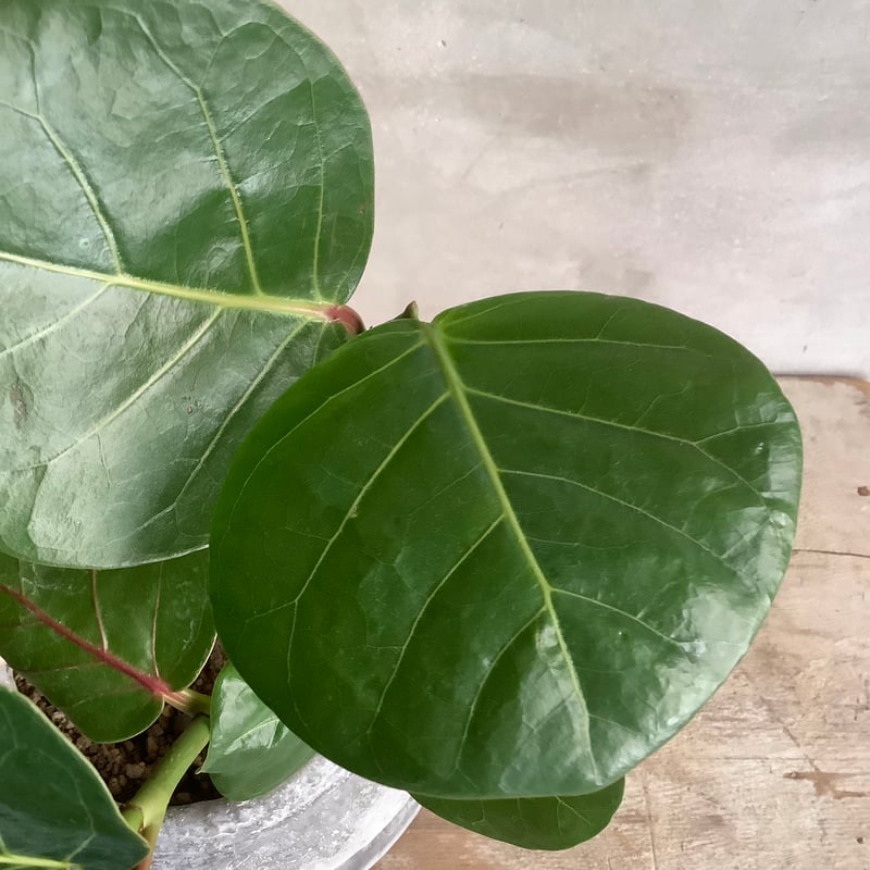 シーグレープ　15 シーグレープ 15 シーグレープ 032401 通販 ［詳細ページ