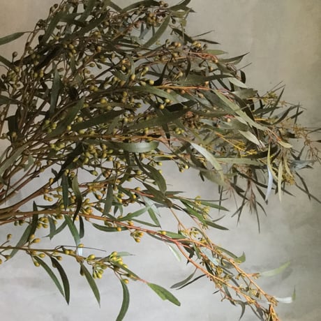 Eucalyptus Albida Wreath (ユーカリ アルビダのリース)