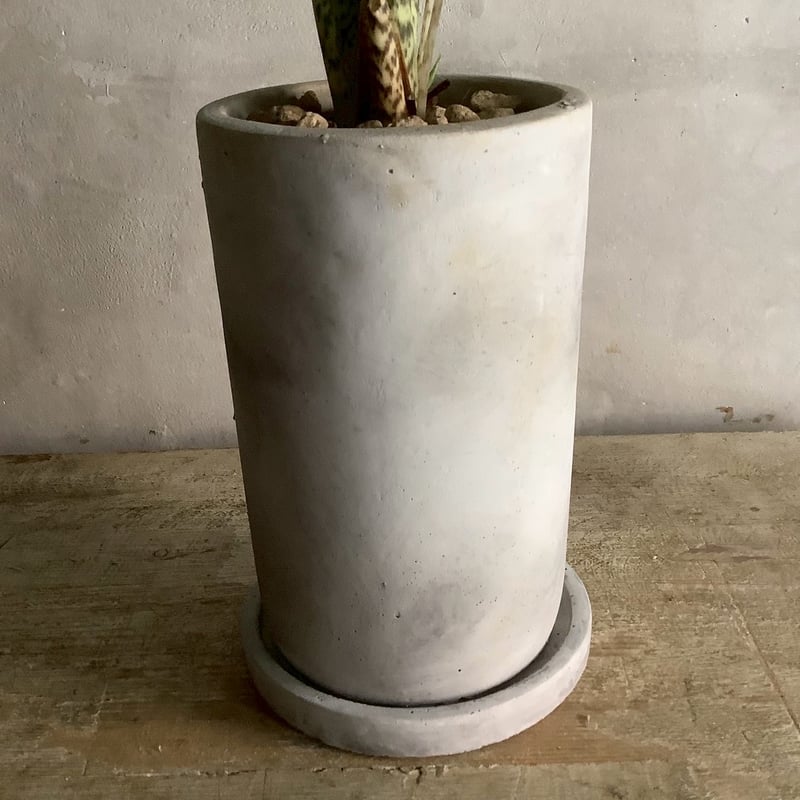 Alocasia Zebrina with chimney pot (アロカシア・セブリナ/
