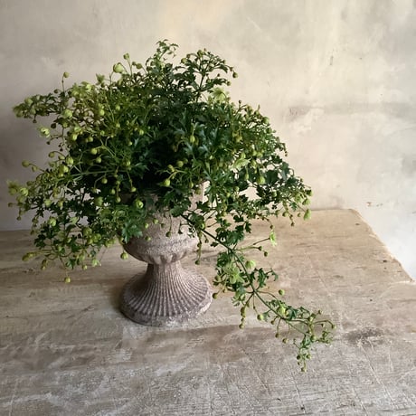Clematis 'Fragrant Oberon'with Decorative Pot Cover(クレマチス フレグラントオベロン/デコラポットカバー付き)