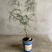 Euphorbia Hedyotoides in NYC Coffee cup "D line" (NYCコーヒーカップシリーズ・ユーフォルビア へディオトイデス)Dライン