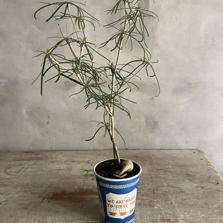 Euphorbia Hedyotoides in NYC Coffee cup "D line" (NYCコーヒーカップシリーズ・ユーフォルビア へディオトイデス)Dライン