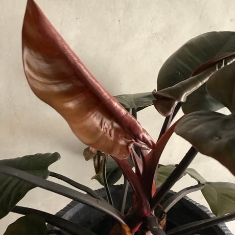 Philodendron "Black cardinal" with Decorative Pot Cover(フィロデンドロン ブラックカーディナル/デコラポットカバー付き)