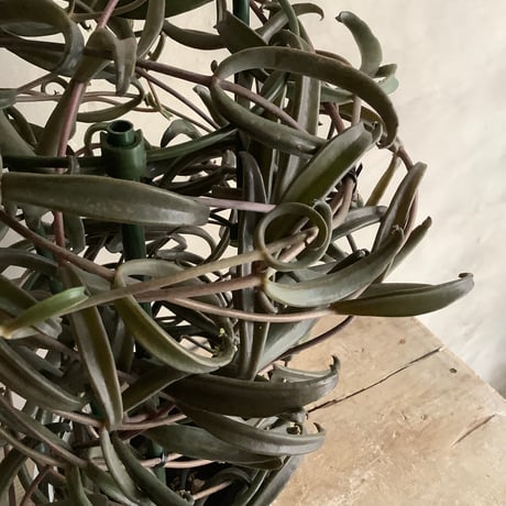 Kalanchoe beauverdii (カランコエ ボーヴェルディ )