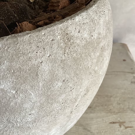 2024 Ficus petiolaris with Moonstone pot (フィカス ペティオラリス )