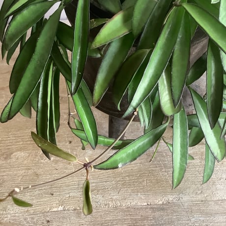 Hoya China Bean with Legs Wood pot ( ホヤ・チャイナビーンズ 脚付ウッドポットつき）