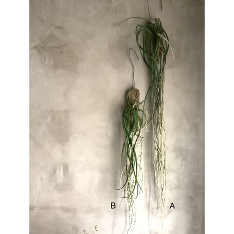 Saidenfadenia mitrata B ”Curly roots"(サイデンファニア・ミトラタ"カーリー")