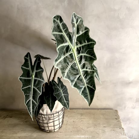 Alocasia "Amazonica"with Wire Basket(ワイアーバスケット付きアロカシア・アマゾニカ)