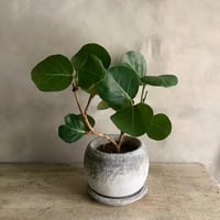 2024 Sea grape in moon pot (ムーンストーンポット付きシーグレープ )