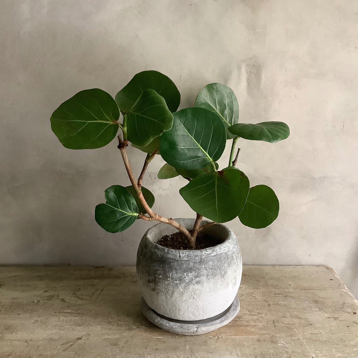 2024 Sea grape in moon pot (ムーンストーンポット付きシー