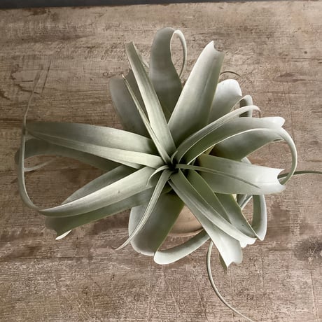 Tillandsia Xerographica with Tunisia pot (チュニジアポット付きチランジア・キセログラフィカ）