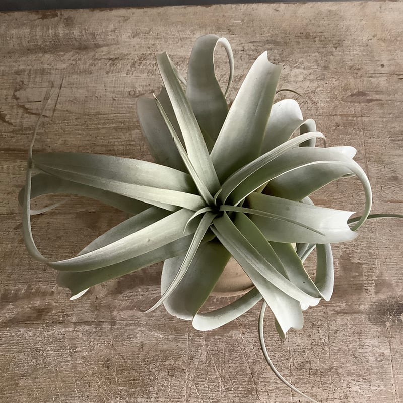 Tillandsia Xerographica with Tunisia pot (チュニジア