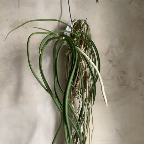 Saidenfadenia mitrata A ”Straight roots"(サイデンファニア・ミトラタ"ストレート")