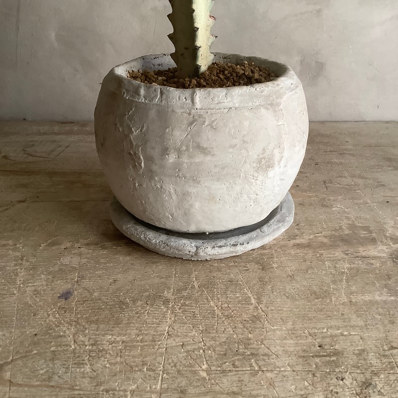 2024 Euphorbia White Ghost typeB（ユーフォルビア・ホワイト