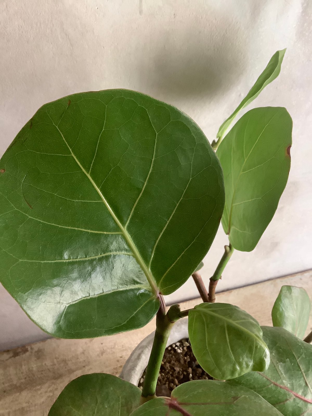 2024 Sea grape in moon pot (ムーンストーンポット付きシーグレープ