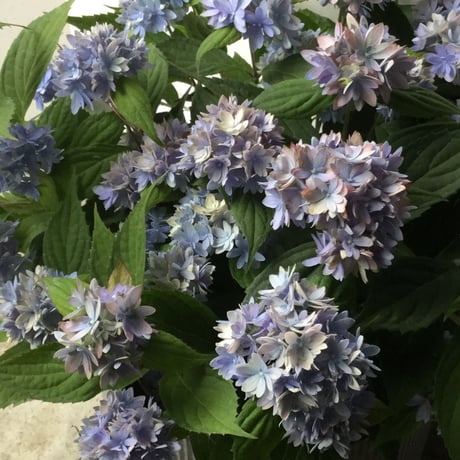 Hydrangea"Malulu" with Wire Busket(ワイアーバスケット付き山紫陽花マルルー)