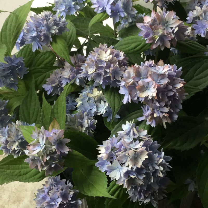 まさまる　アリ植物 アリウムミックス - 20球根 - Allium – Garden Seeds Market | 送料無料