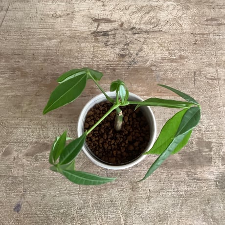 Baby skinny pachira in NYC Coffee cup ”J・M・Z line” (NYCコーヒーカップシリーズ ベビースキニーパキラ)３ライン
