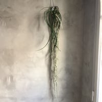 Saidenfadenia mitrata A ”Straight roots"(サイデンファニア・ミトラタ"ストレート")