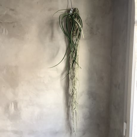 Saidenfadenia mitrata A ”Straight roots"(サイデンファニア・ミトラタ"ストレート")