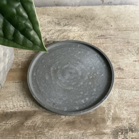 Anthurium Luxurians silver"type2" (アンスリューム・ルクスリアンスシルバー)タイプ２