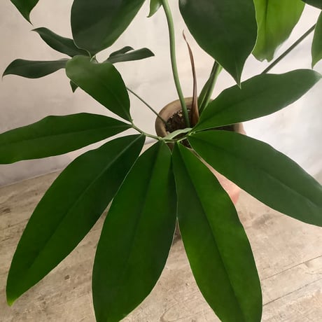 Philodendron Goeldii with Tunisia pot (フィロデンドロン・ゴエルディ/チュニジアポット付き)