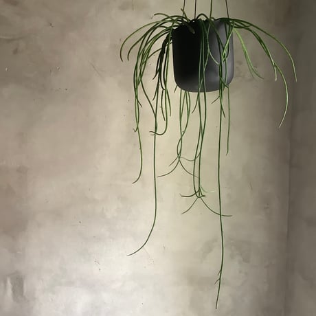 Rhipsalis Puniceodiscus (リプサリス”プニセオディスカス”)