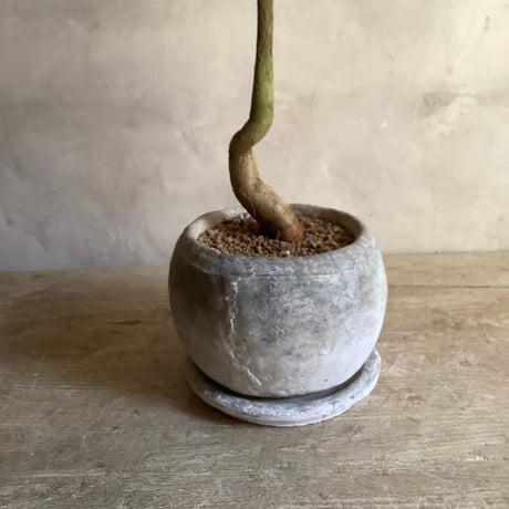 ”Queensland bottle tree in moonstone pot (”ボトルツリー・ブラキキトン”ムーンポット付き)
