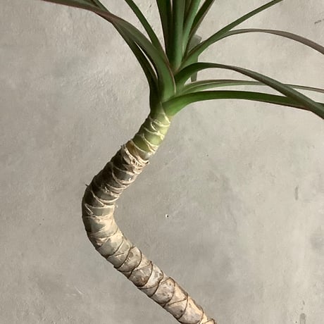 Skinny Dragon tree in moon pot(スキニーシリーズ/ドラセナ・コンシンネ)