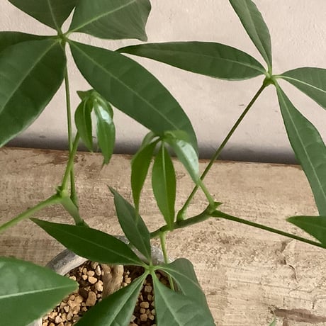 2024 Baby skinny pachira  in moon pot type V(スキニーシリーズ・スキニーパキラベビー)Vタイプ