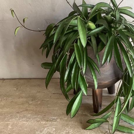 Hoya China Bean with Legs Wood pot ( ホヤ・チャイナビーンズ 脚付ウッドポットつき）