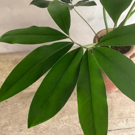 Philodendron Goeldii with Tunisia pot (フィロデンドロン・ゴエルディ/チュニジアポット付き)
