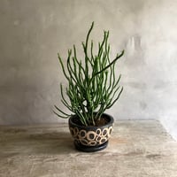 Euphorbia tirucalli Milk Bush {(ユーフォルビア・タイレカーリィ) ミルクブッシュ}