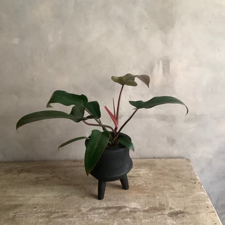Philodendron Sayaka with with Legs Woodpot (フィロデンドロン・サヤカ/脚付ウッドポットつき)