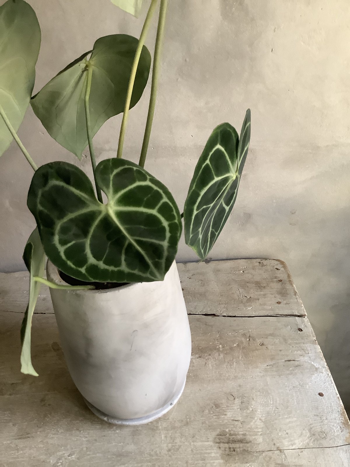 アンスリウム クラリネルビウム　特大　良株　8号　アンスリューム アンスリウム クラリネルビウム 特大 良株 8号 アンスリューム