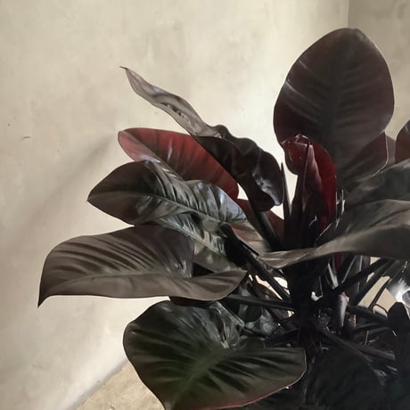 Philodendron Black cardinal spread type2(フィロデンドロン ブラックカーディナル  スプレッドタイプ2 )