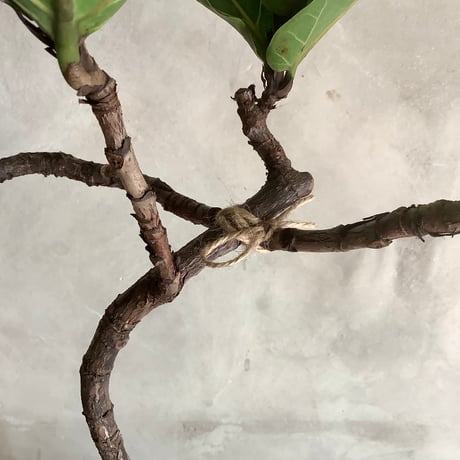 ”Magari" ficus lyrata in moonstone pot (カシワバゴム・バンビーノ"曲がり"ムーンポット付き)