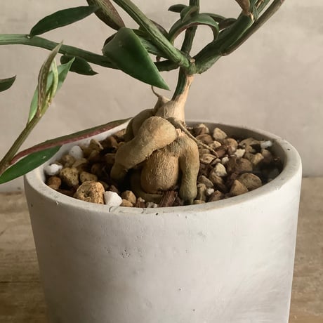 Monadenium Rubella with tube stone pot (チューブストーンポット入りモナデニウム・ルベルム)