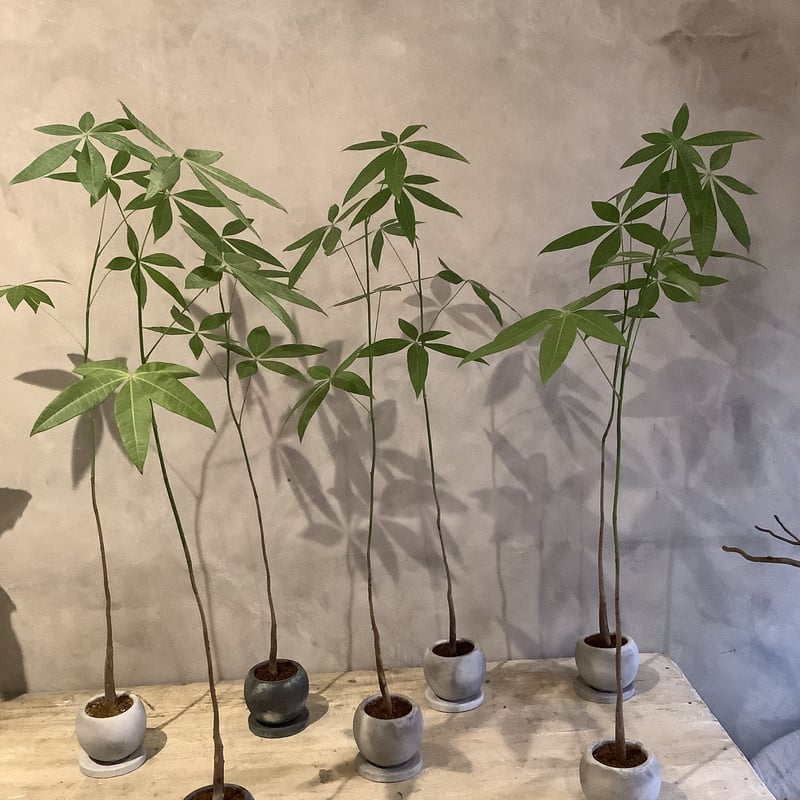 パキラ‼️ パキラ：アクアティカ（編み込み）5号角鉢植え* の通販 | 園芸ネット