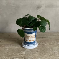 Peperomia Rana in NYC Coffee cup ”Line 4” (NYCコーヒーカップシリーズ ペペロミア ラナ)ライン4