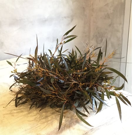 Eucalyptus Albida Wreath (ユーカリ アルビダのリース)