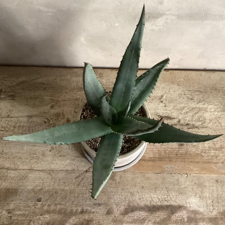 Aloe Lightii in tube stone pot (チューブストーンポット入り アロエ ライツィー)