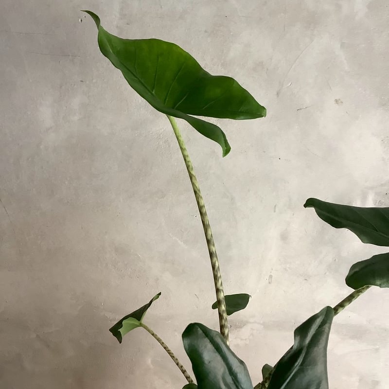 Alocasia Zebrina with chimney pot (アロカシア・セブリナ/