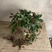 Parthenocissus Henryana（Chinese Virginia Creeper ）ヘンリーヅタ鉢